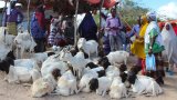 Les exportations somaliennes de mouton profitent des restrictions australiennes et des (…)